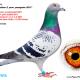 NL11-1205110_LINDO